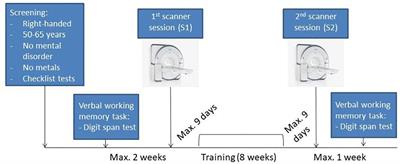 Neural and Behavioral Effects of an Adaptive Online Verbal Working Memory Training in Healthy Middle-Aged Adults